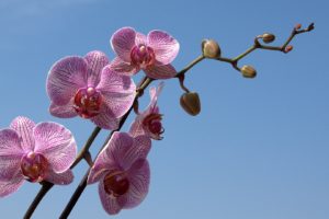 flowers, Pink, Macro, Orchids