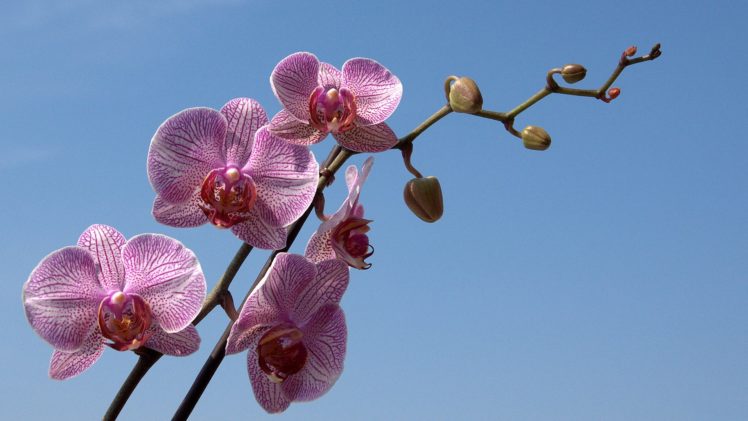 flowers, Pink, Macro, Orchids HD Wallpaper Desktop Background