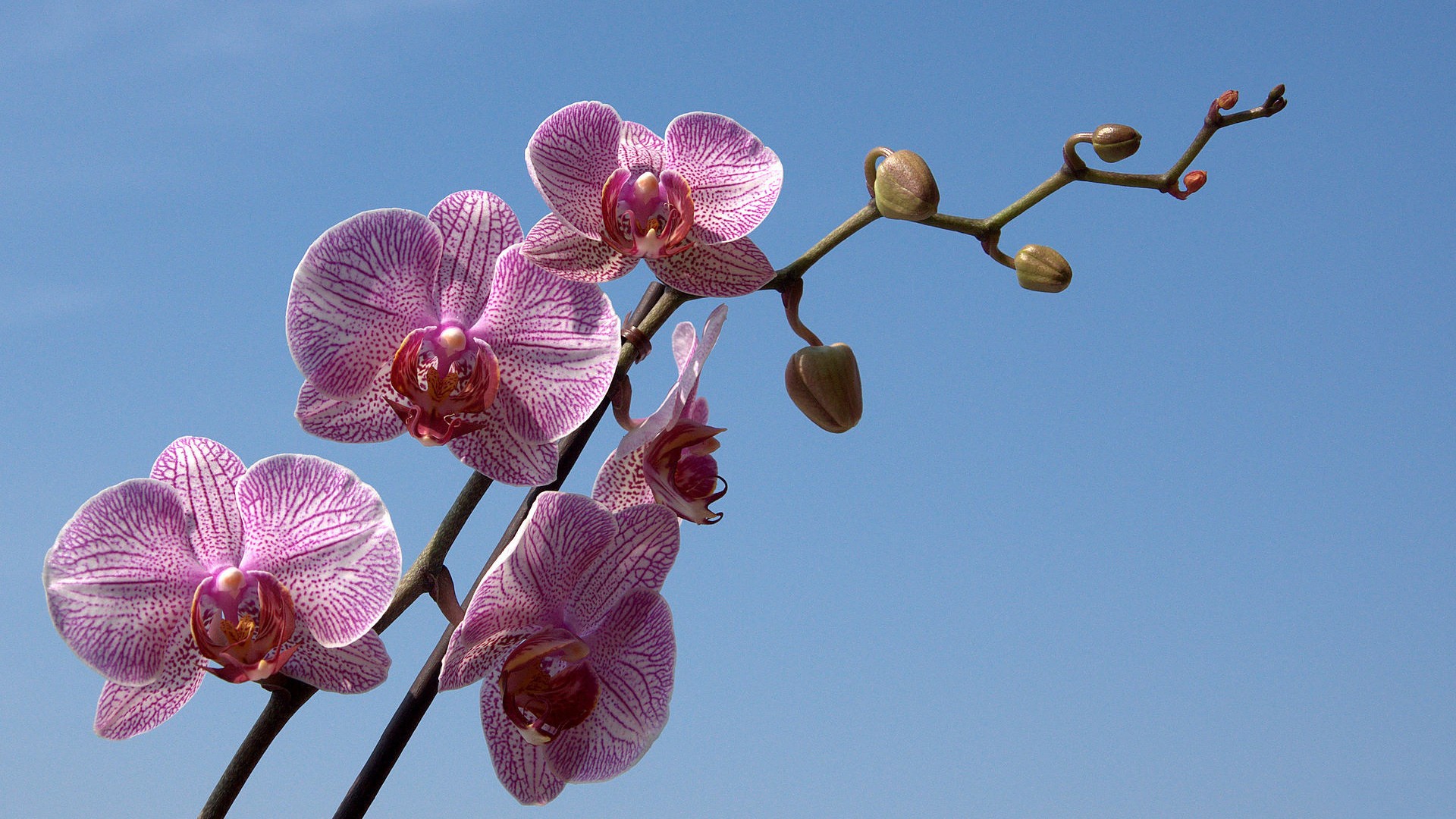 flowers, Pink, Macro, Orchids Wallpaper