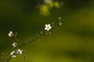 spring, Branch, Flowers, Nature, Bokeh, Macrp, Blossoms