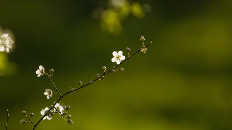 spring, Branch, Flowers, Nature, Bokeh, Macrp, Blossoms HD Wallpaper Desktop Background