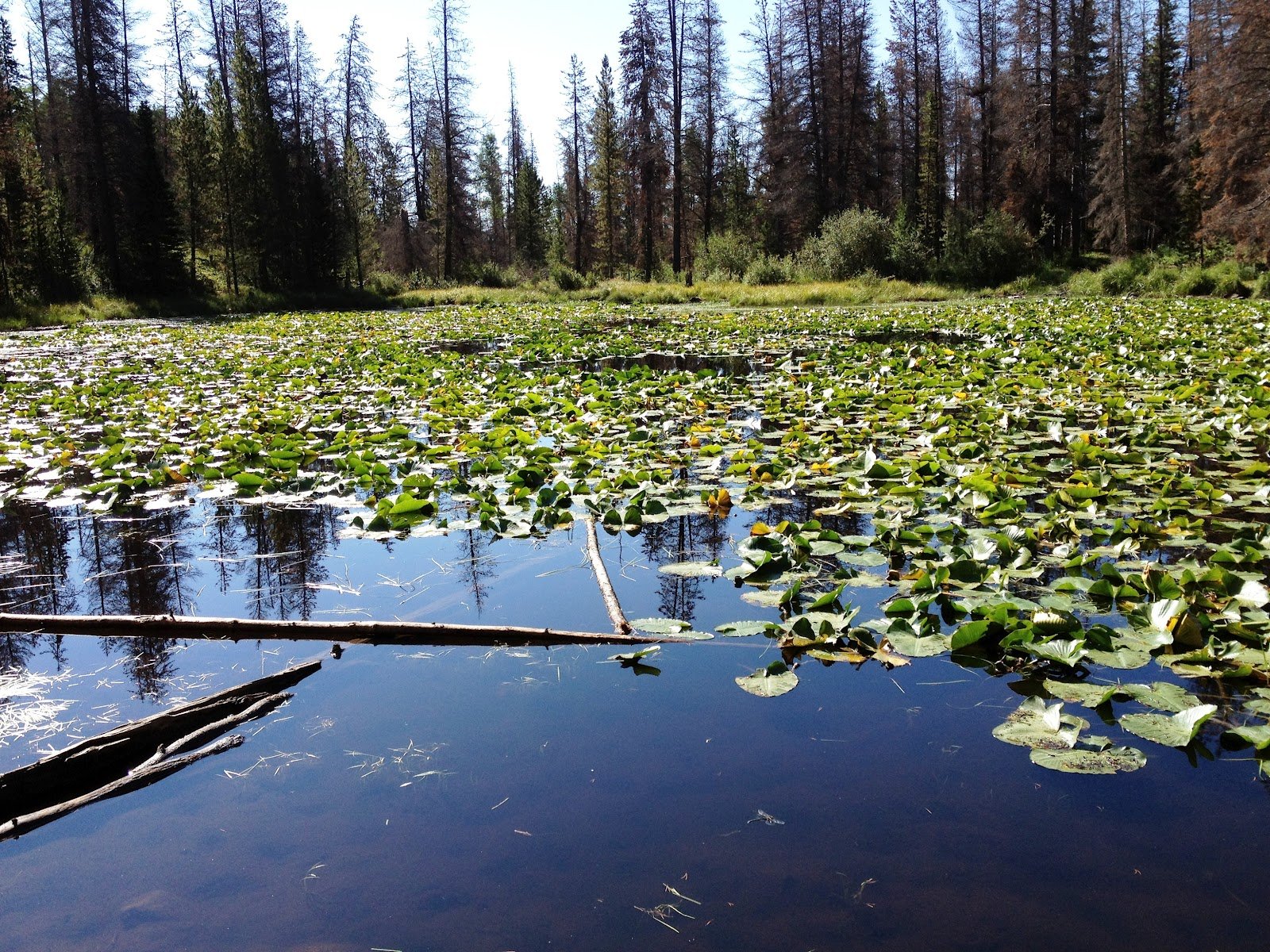 lily, Lillies, Lake Wallpaper