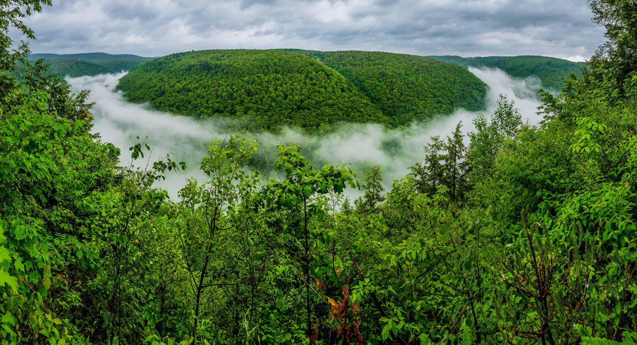 grand, Canyon, Of, Pennsylvania, Pine, Creek, Gorge, Forest, Fog, River, Green Wallpaper