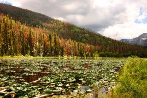 lily, Pad, Lake, Lillies, Forest, Autumn, Mountain