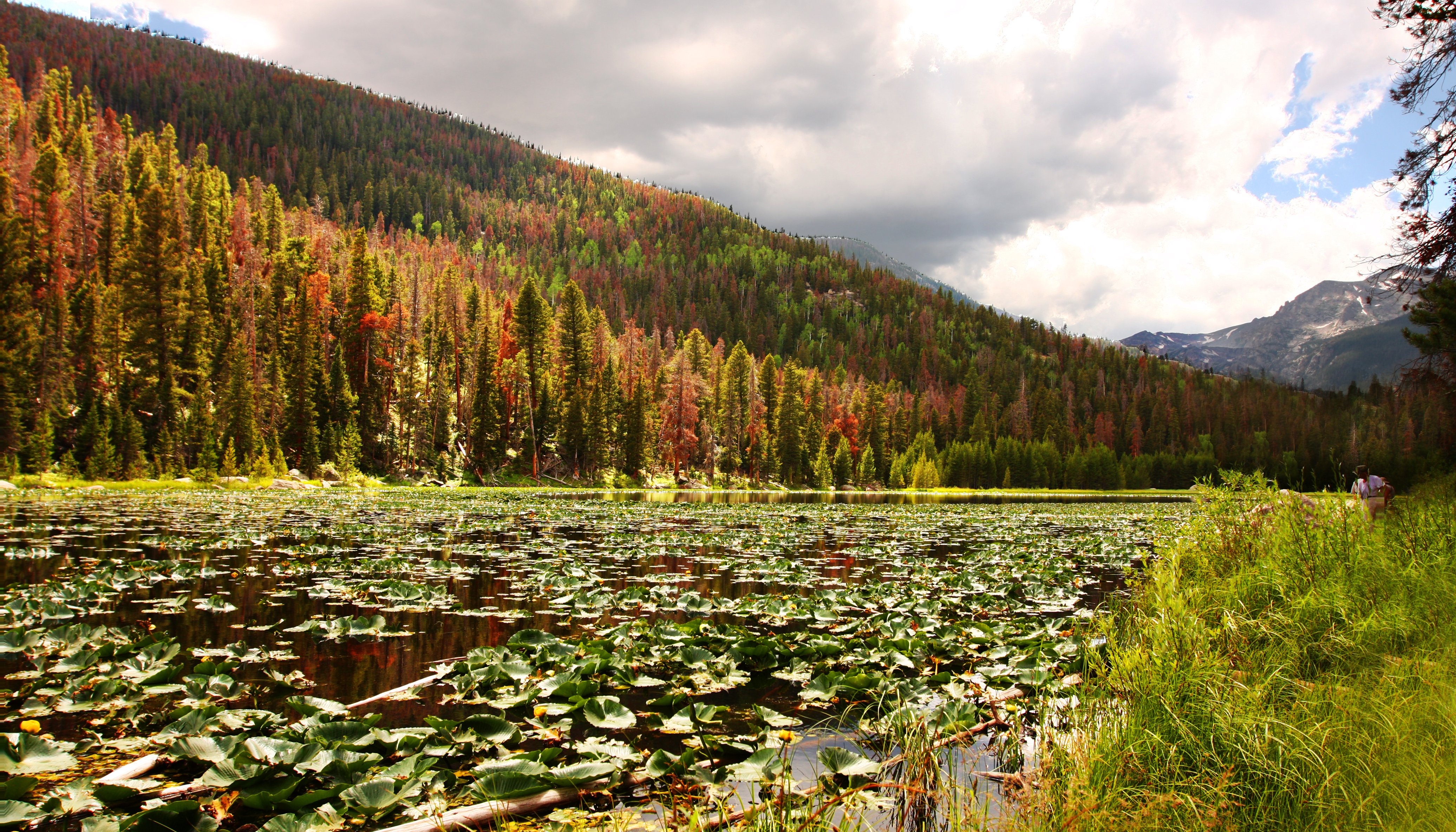 lily, Pad, Lake, Lillies, Forest, Autumn, Mountain Wallpaper