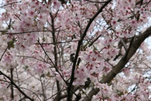 japan, Cherry, Blossoms, Trees, Flowers, Pink, Flowers, Sakura, Tree