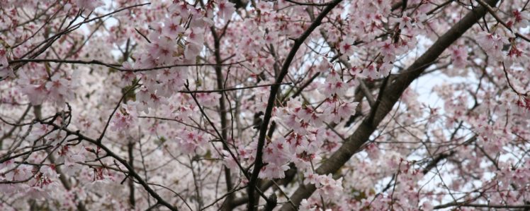japan, Cherry, Blossoms, Trees, Flowers, Pink, Flowers, Sakura, Tree HD Wallpaper Desktop Background