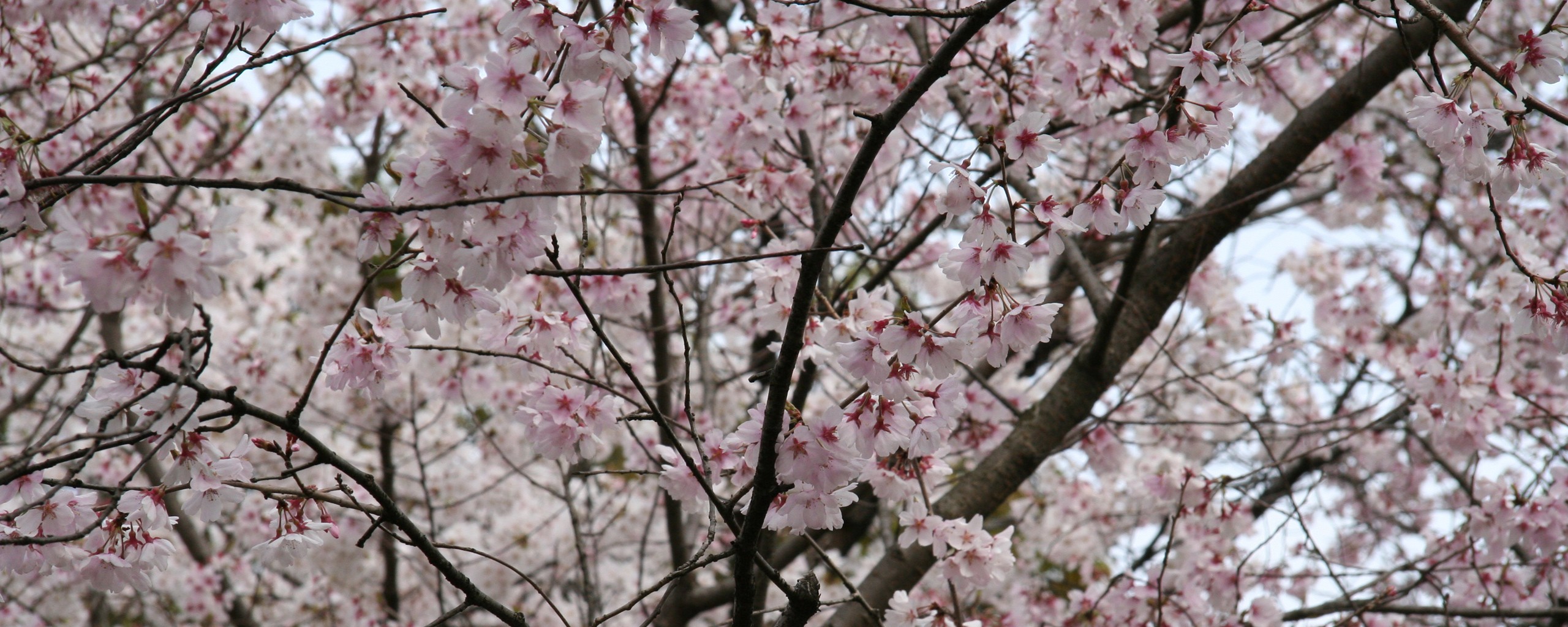japan, Cherry, Blossoms, Trees, Flowers, Pink, Flowers, Sakura, Tree Wallpaper
