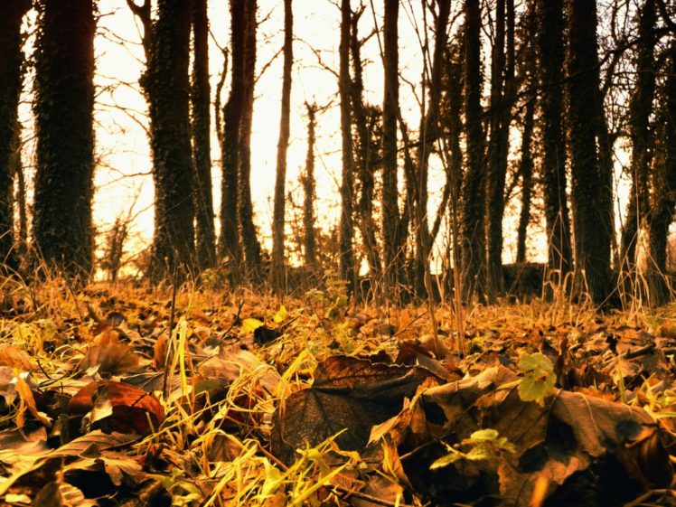 nature, Autumn,  season , Forest, Seasons HD Wallpaper Desktop Background