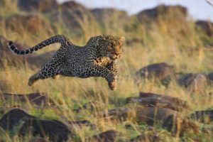 animals, Cheetahs, Mara, Running, Kenya