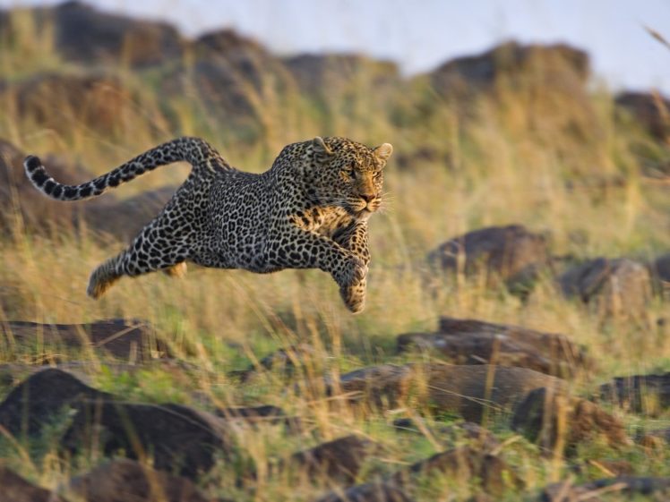 animals, Cheetahs, Mara, Running, Kenya HD Wallpaper Desktop Background