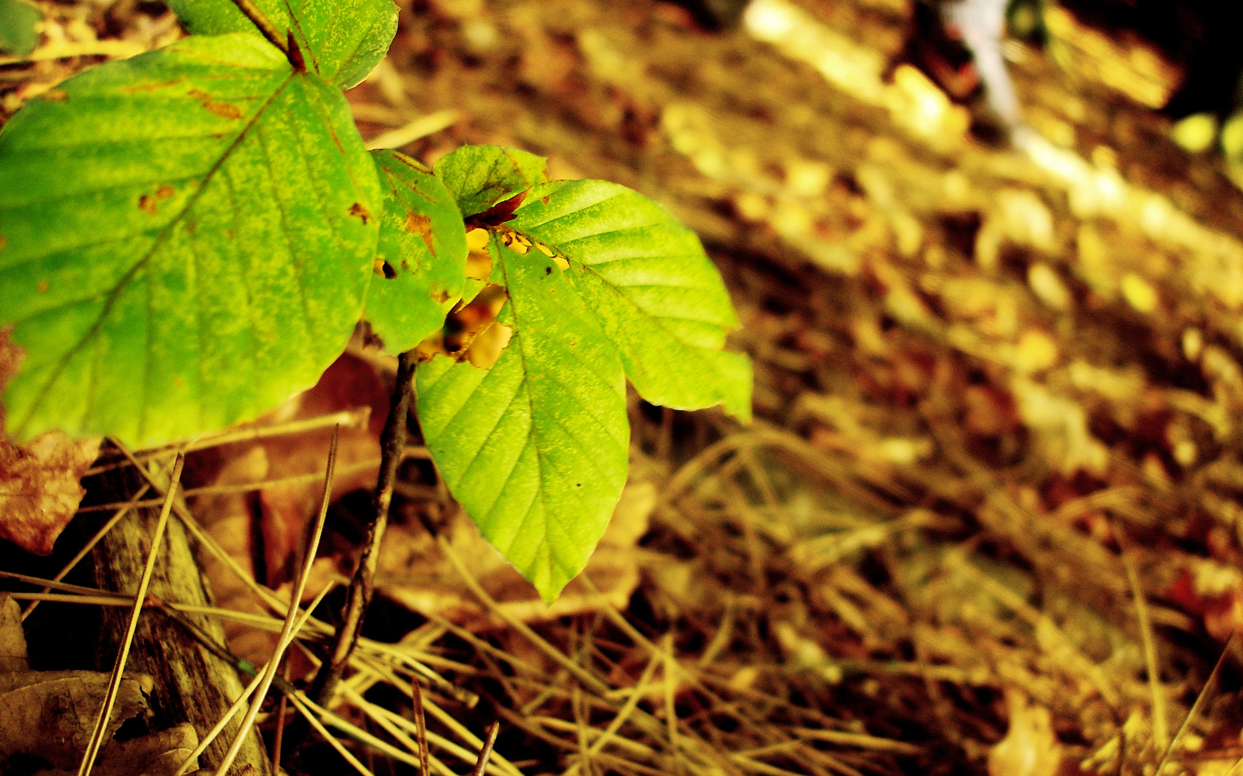 nature, Leaves, Autumn Wallpaper