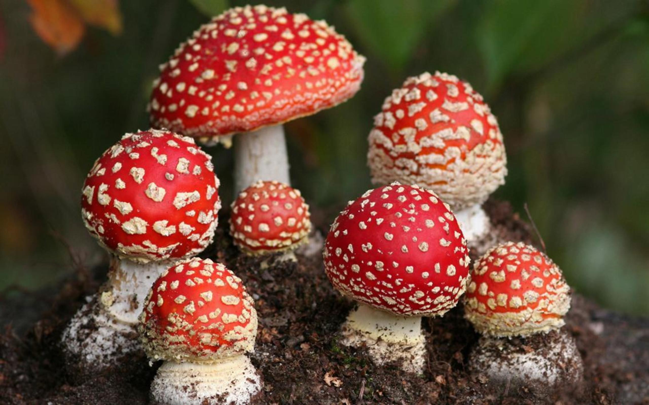 mushrooms, Amanita, Muscaria Wallpaper