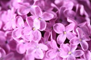 flowers, Macro, Lilac, Pink, Flowers