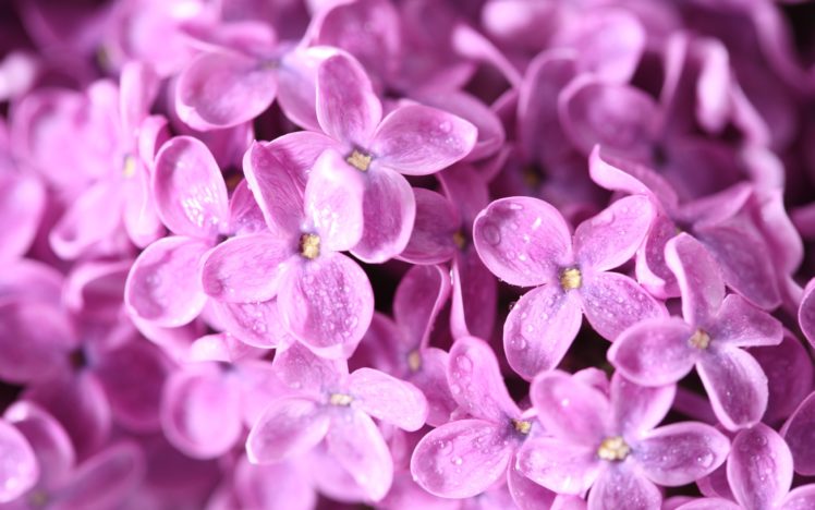 flowers, Macro, Lilac, Pink, Flowers HD Wallpaper Desktop Background