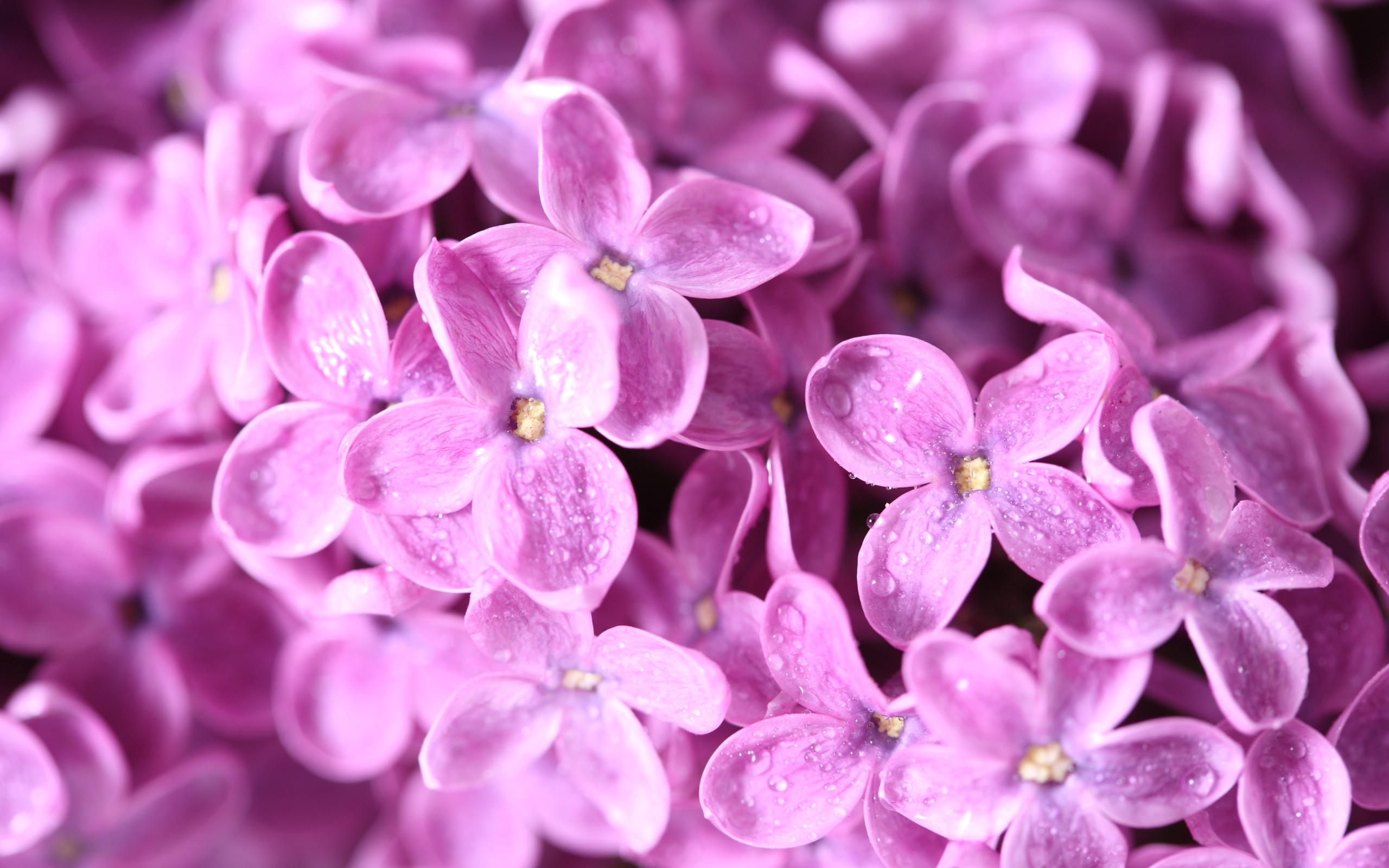 flowers, Macro, Lilac, Pink, Flowers Wallpaper