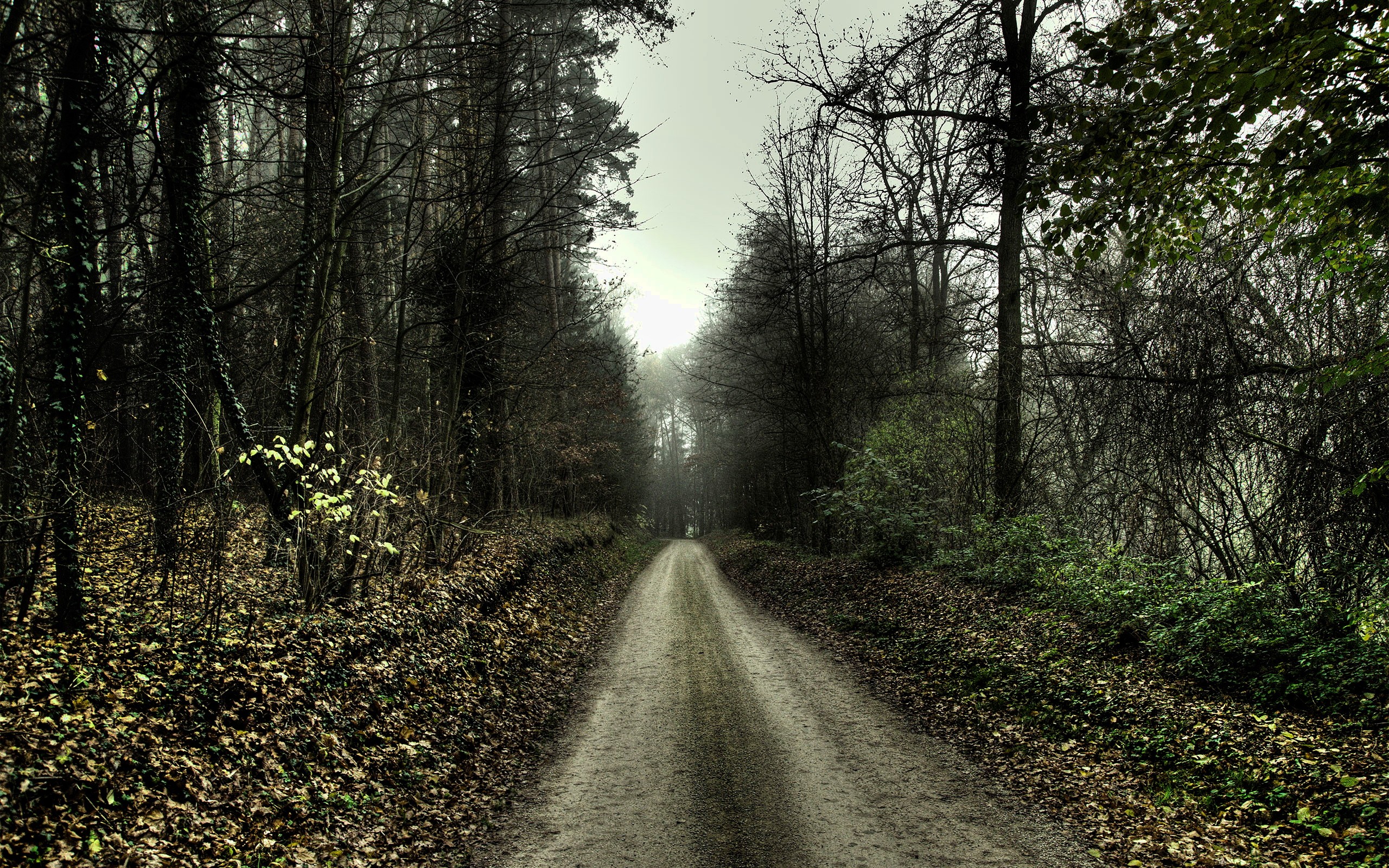 trees, Forest, Roads Wallpaper
