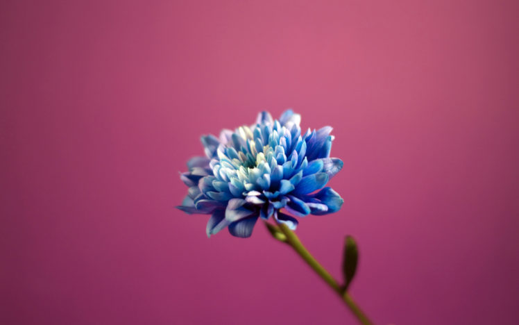 blue, Flower HD Wallpaper Desktop Background