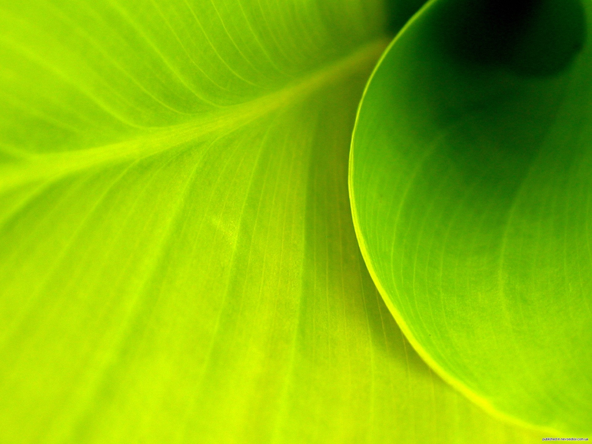 nature Wallpaper