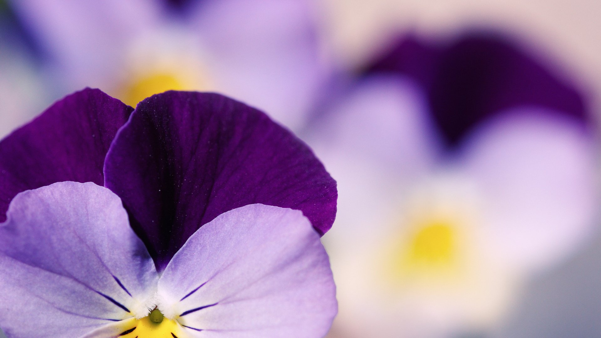 flower, Nature, Plant, Beautiful, Petals, Colorful, Flowers Wallpaper