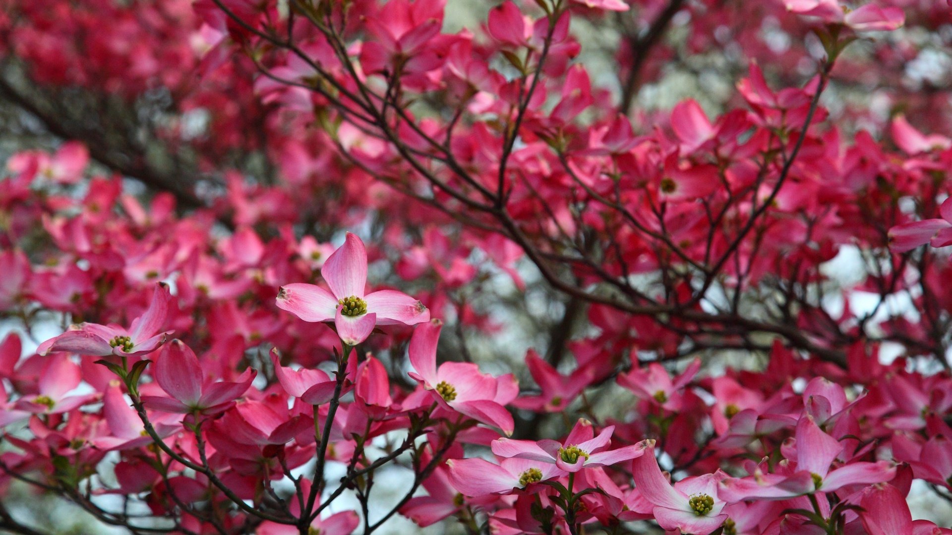 flower, Nature, Plant, Beautiful, Petals, Colorful, Flowers Wallpaper