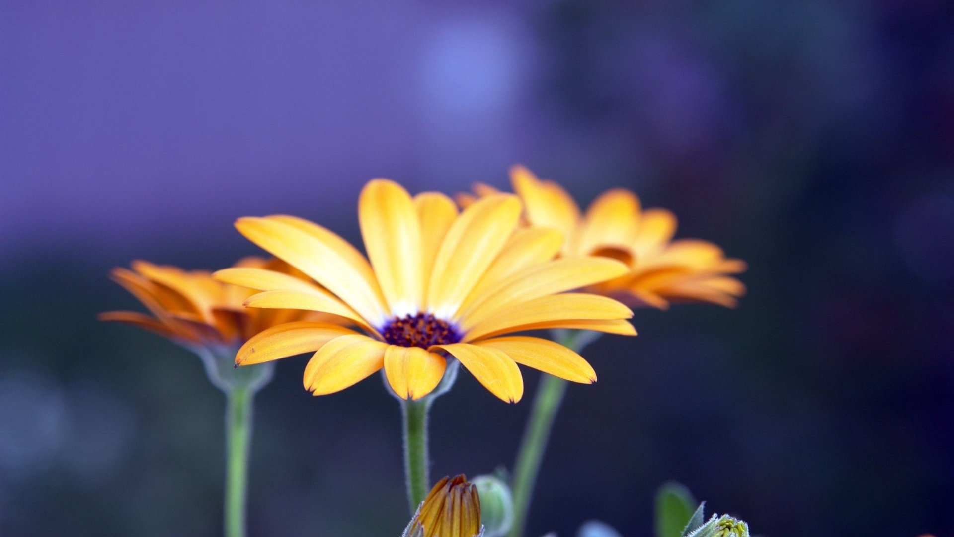 flower, Nature, Plant, Beautiful, Petals, Colorful, Flowers Wallpaper