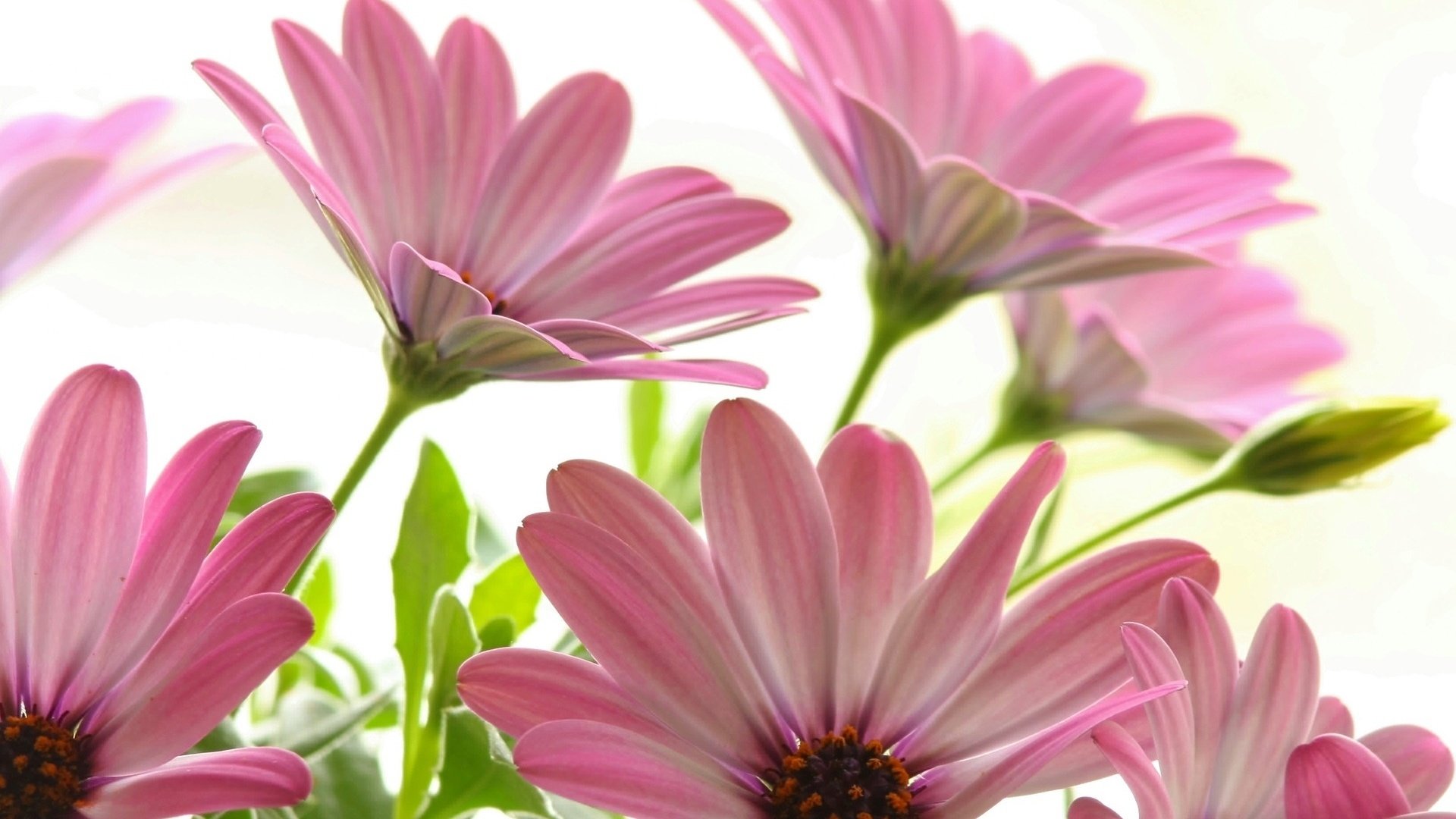flower, Nature, Plant, Beautiful, Petals, Colorful, Flowers Wallpaper