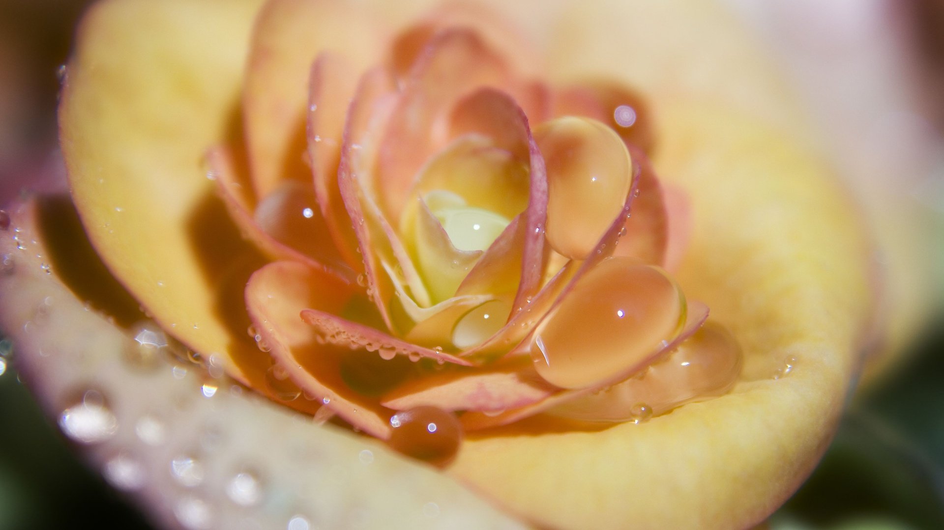 flower, Nature, Plant, Beautiful, Petals, Colorful, Flowers Wallpaper