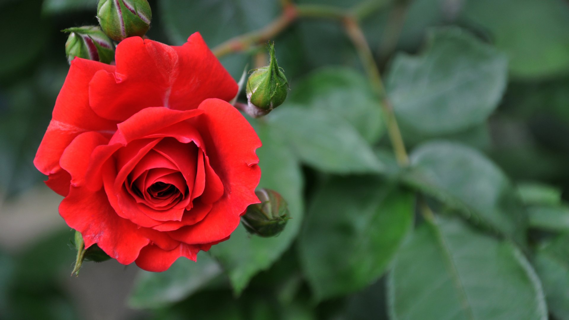 flower, Nature, Plant, Beautiful, Petals, Colorful, Flowers Wallpaper