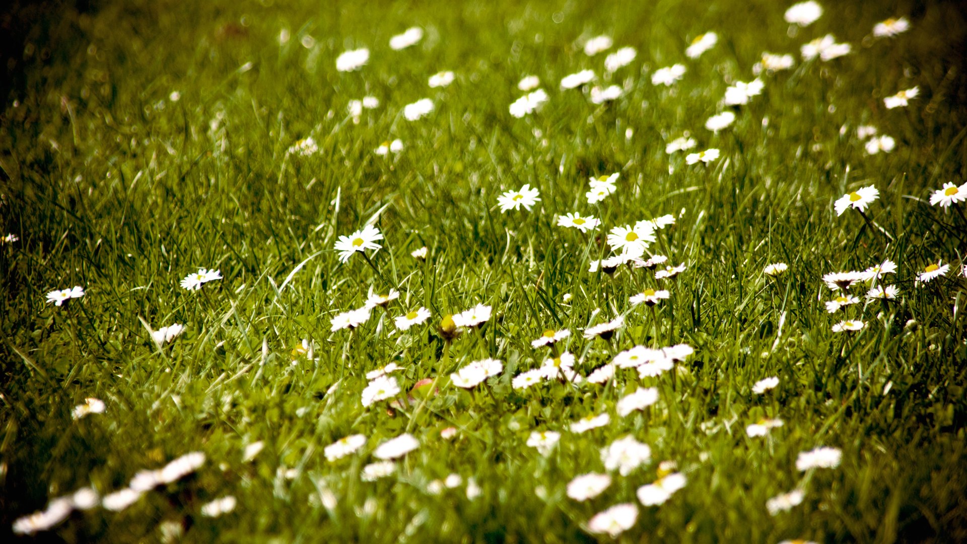 flower, Nature, Plant, Beautiful, Petals, Colorful, Flowers Wallpaper