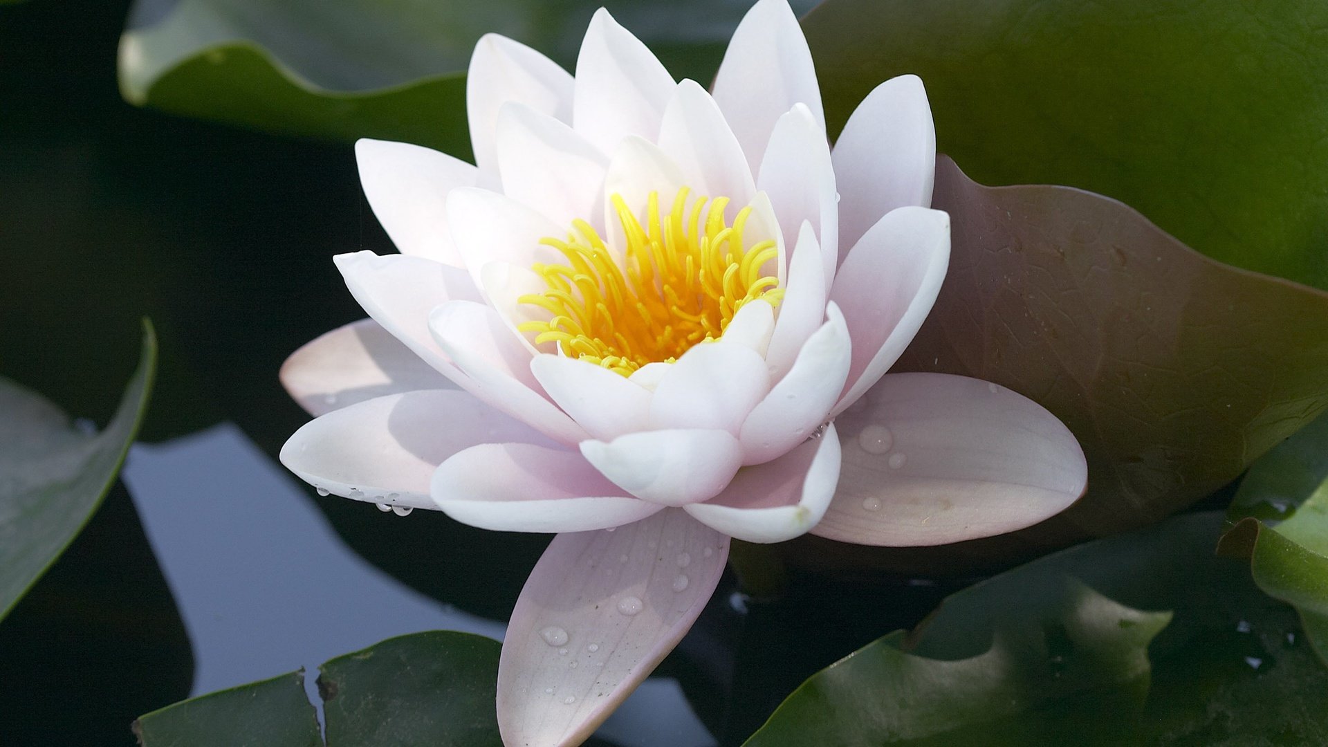 flower, Nature, Plant, Beautiful, Petals, Colorful, Flowers Wallpaper