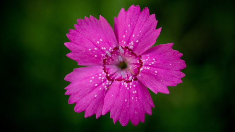 flower, Nature, Plant, Beautiful, Petals, Colorful, Flowers HD Wallpaper Desktop Background