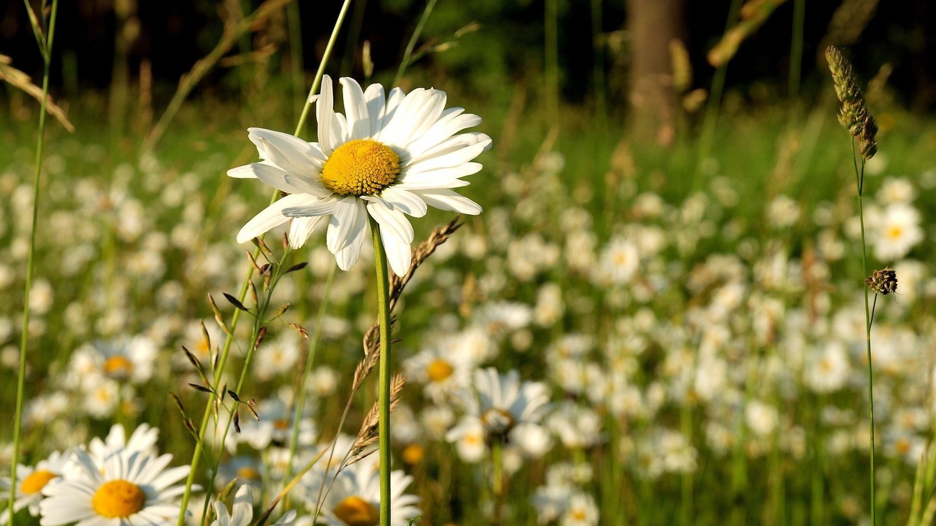 flower, Nature, Plant, Beautiful, Petals, Colorful, Flowers Wallpaper