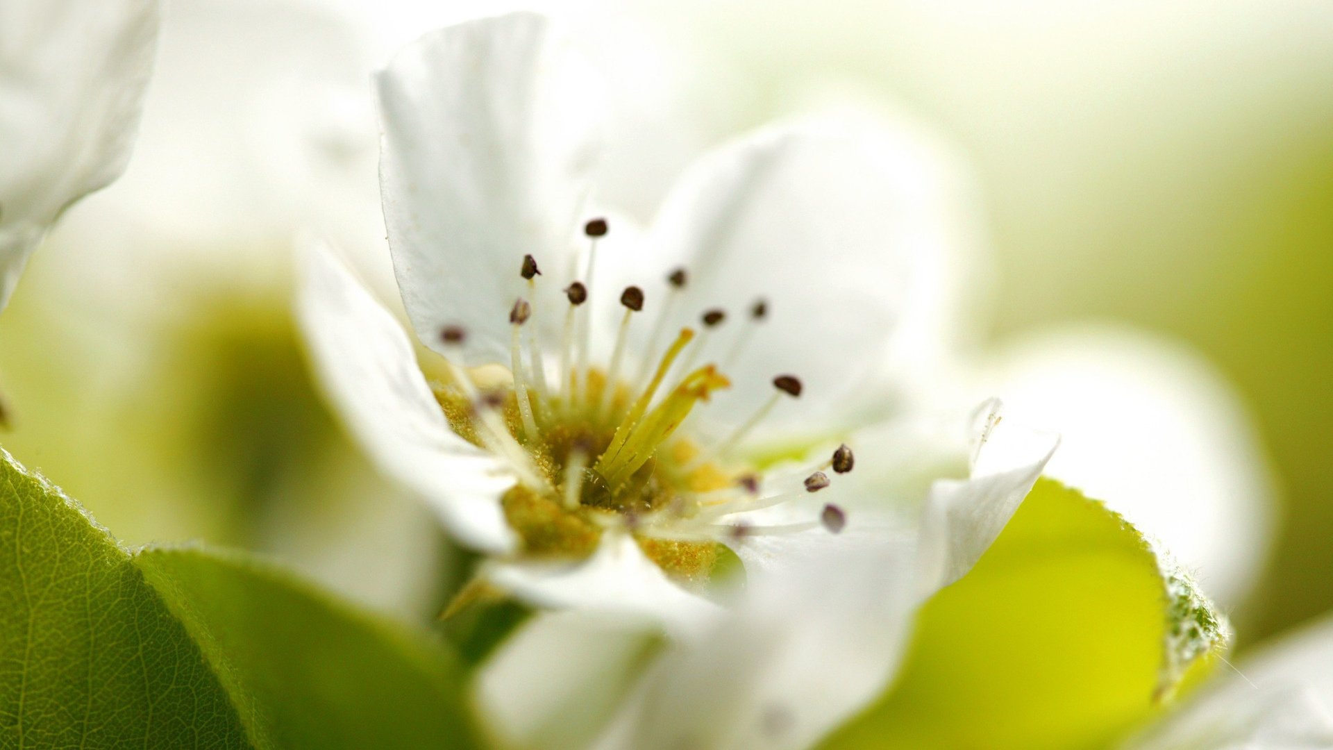 flower, Nature, Plant, Beautiful, Petals, Colorful, Flowers Wallpaper