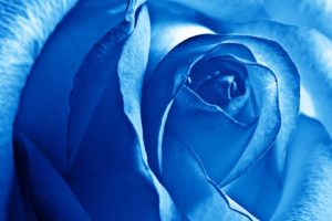 blue, Rose, Flower, Nature, Plant, Beautiful, Petals, Colorful, Flowers