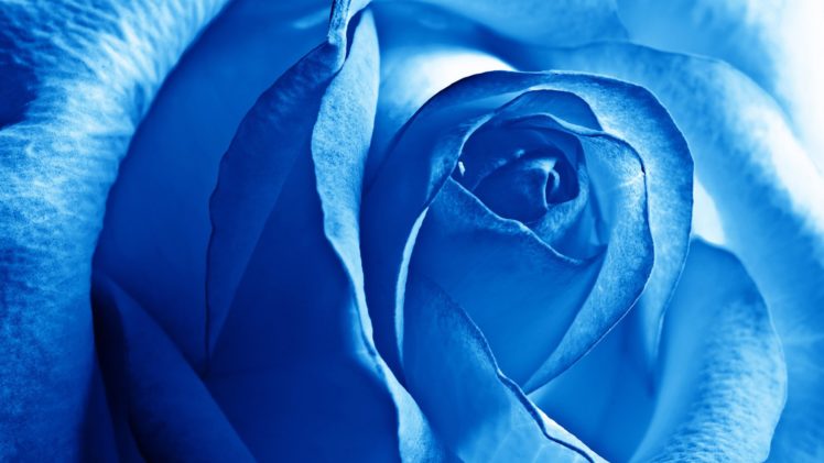 blue, Rose, Flower, Nature, Plant, Beautiful, Petals, Colorful, Flowers HD Wallpaper Desktop Background
