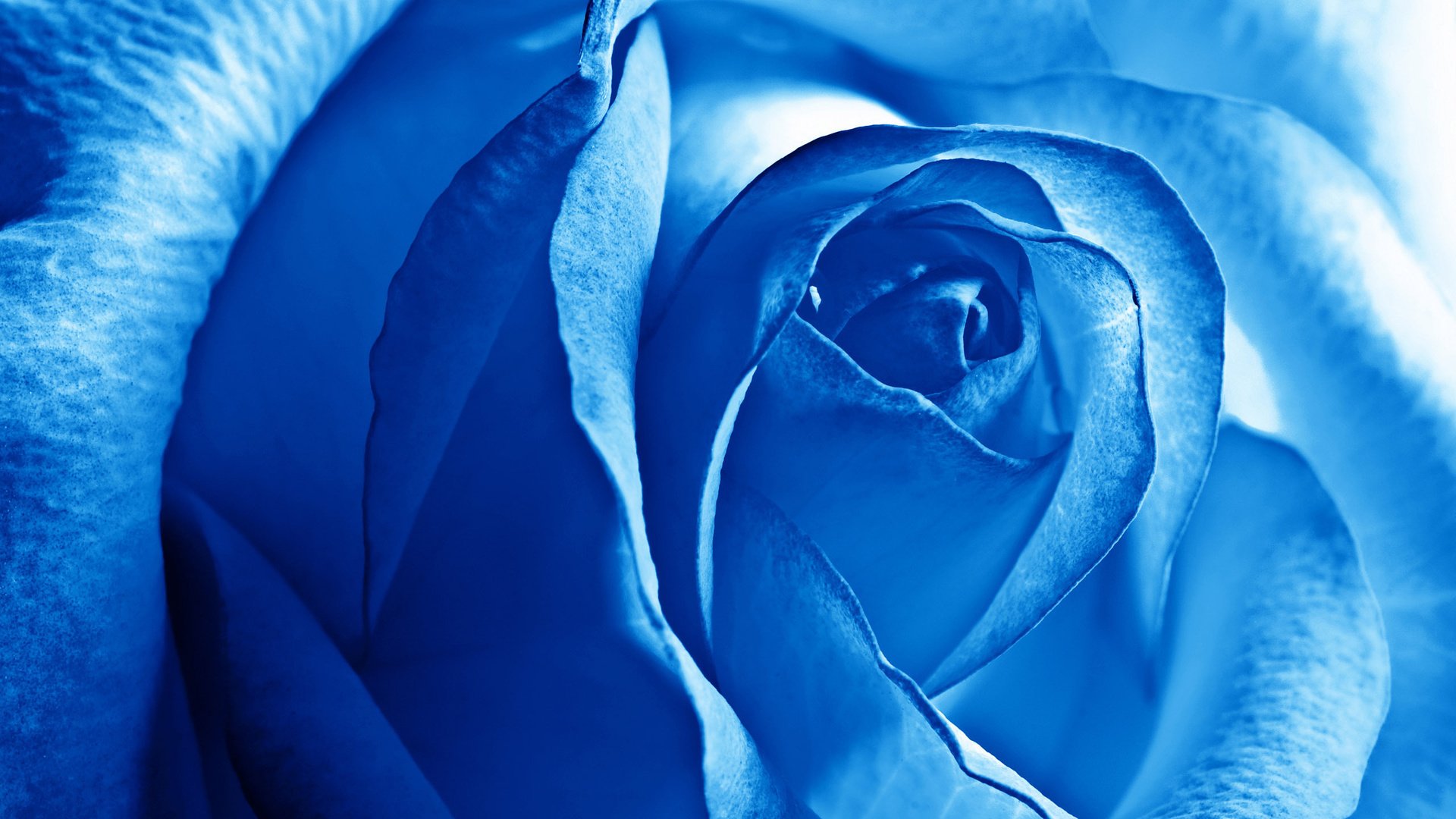 blue, Rose, Flower, Nature, Plant, Beautiful, Petals, Colorful, Flowers Wallpaper