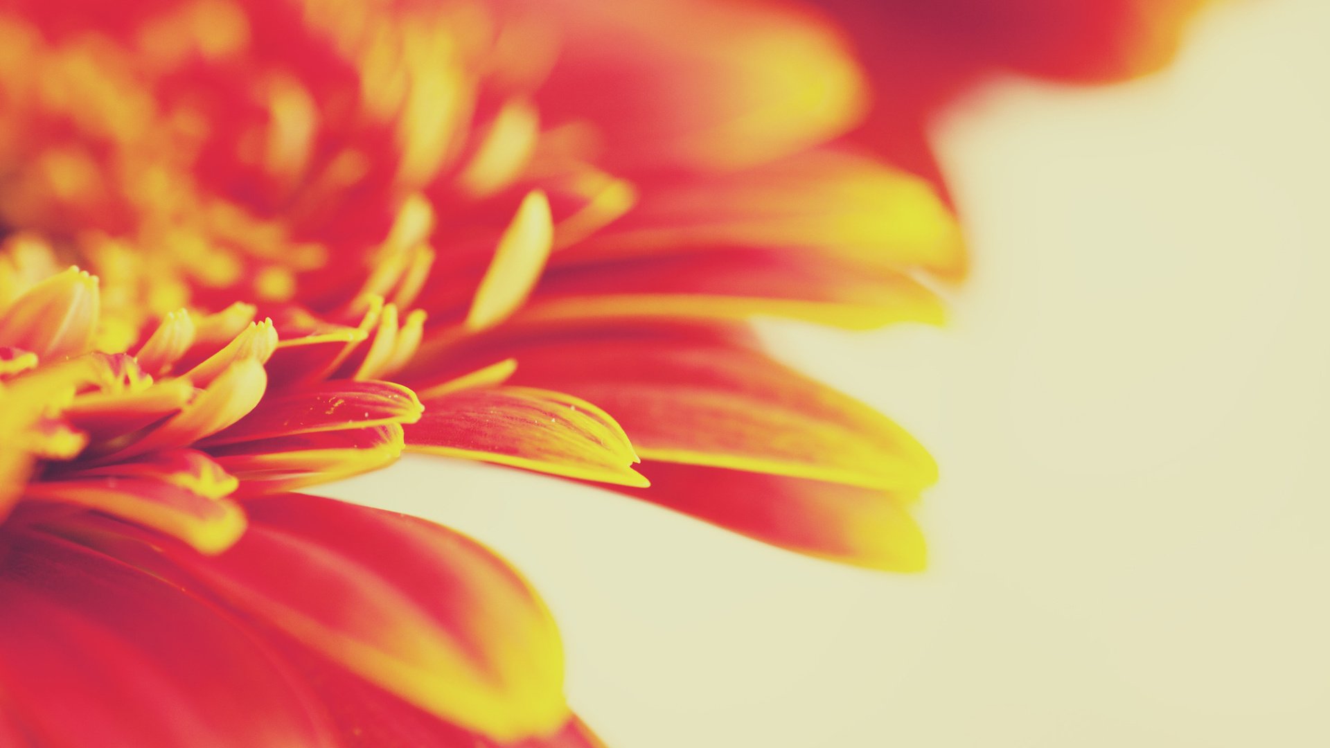 flower, Nature, Plant, Beautiful, Petals, Colorful, Flowers Wallpaper