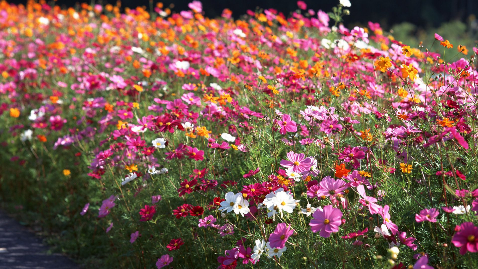 flower, Nature, Plant, Beautiful, Petals, Colorful, Flowers Wallpaper