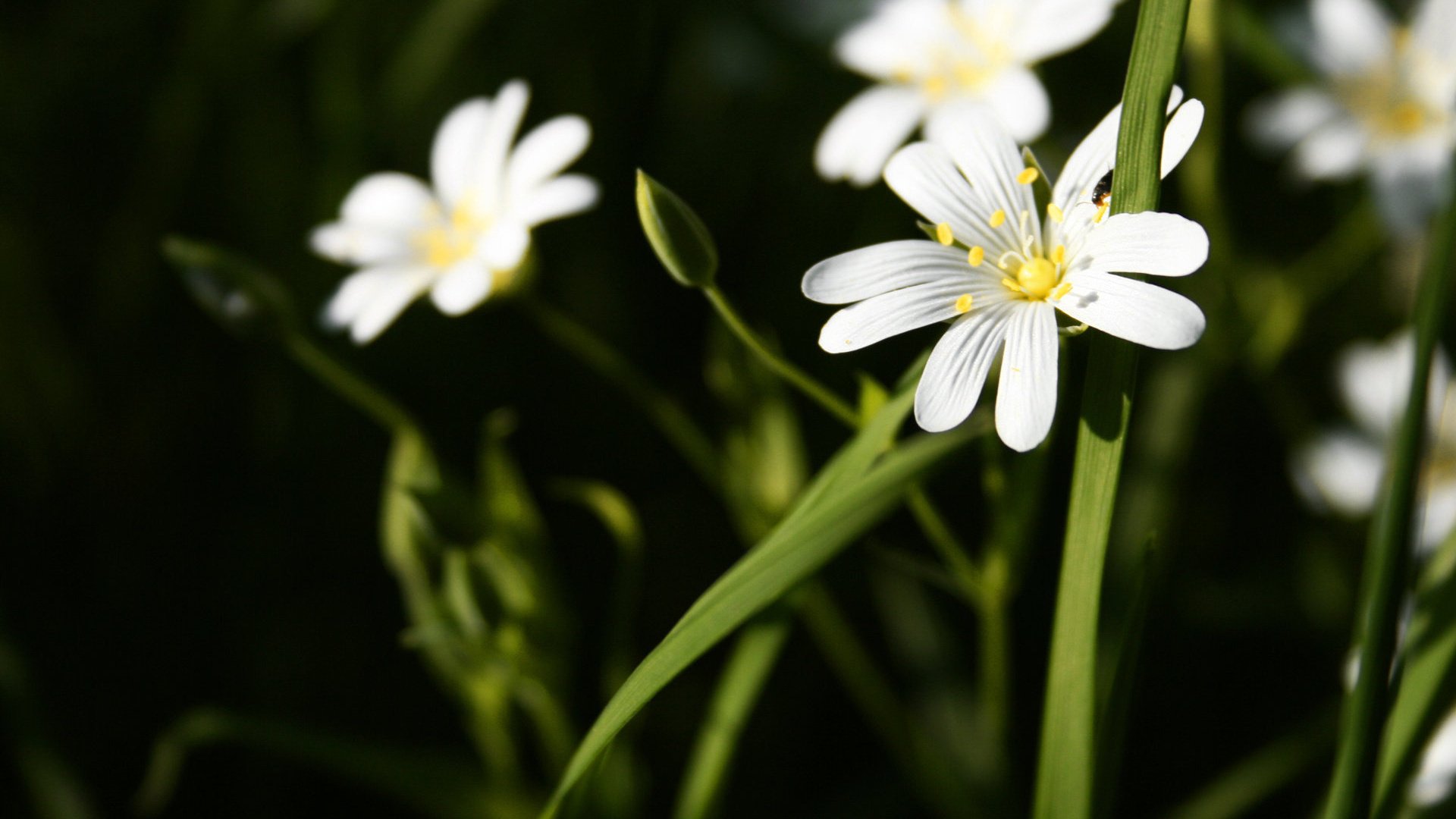 flower, Nature, Plant, Beautiful, Petals, Colorful, Flowers Wallpaper
