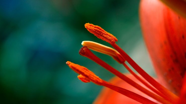 flower, Nature, Plant, Beautiful, Petals, Colorful, Flowers HD Wallpaper Desktop Background