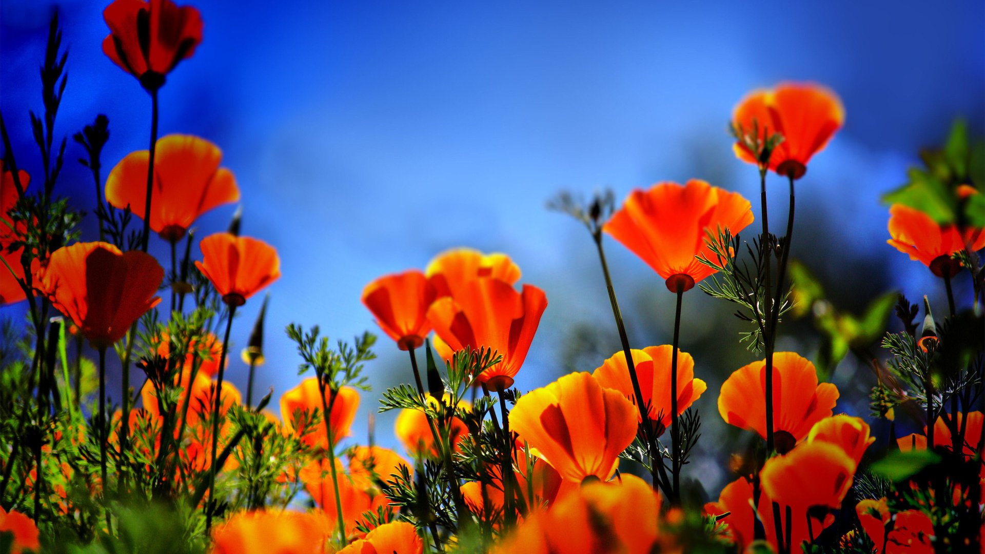 flower, Nature, Plant, Beautiful, Petals, Colorful, Flowers Wallpaper