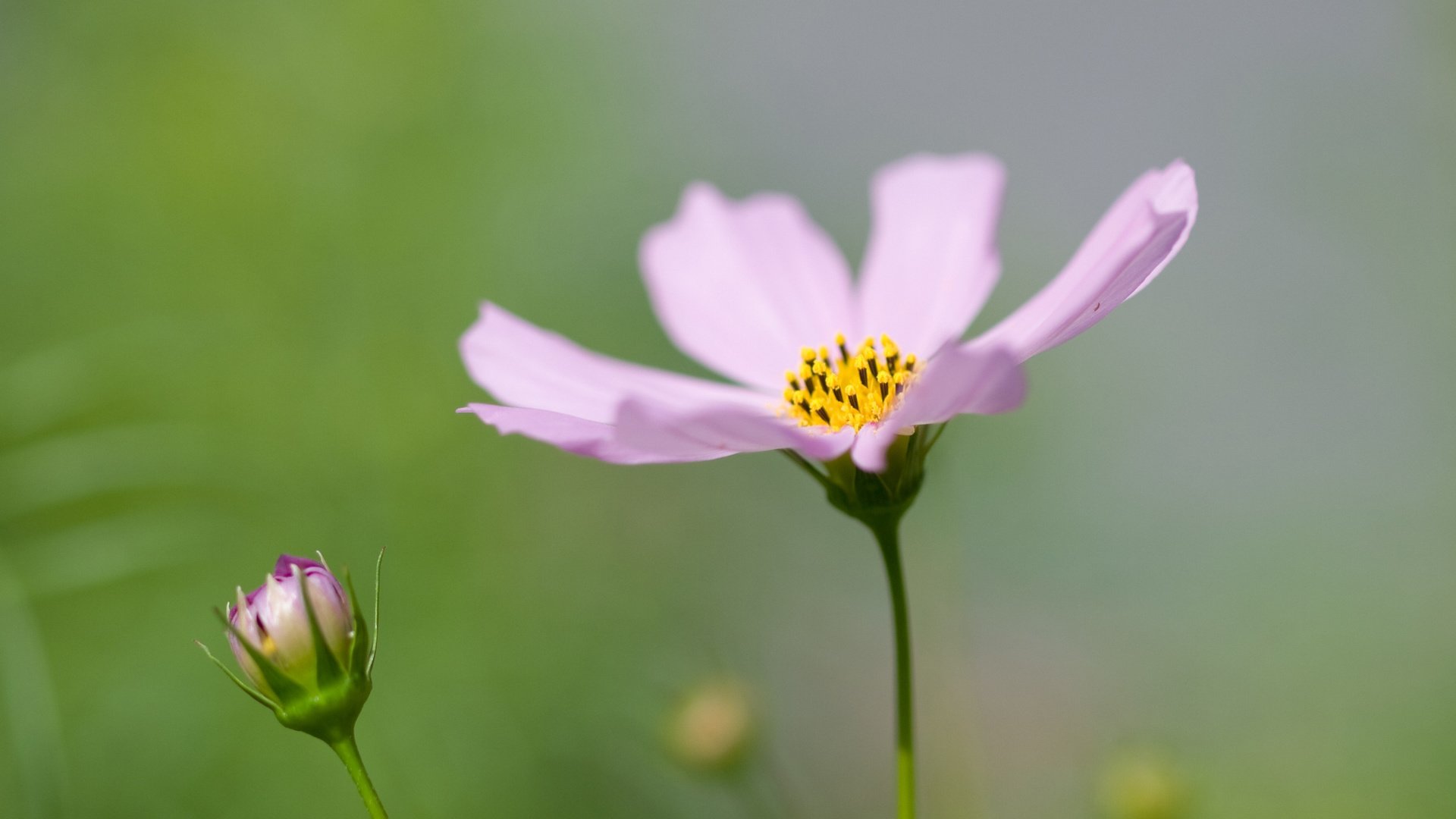 flower, Nature, Plant, Beautiful, Petals, Colorful, Flowers Wallpaper