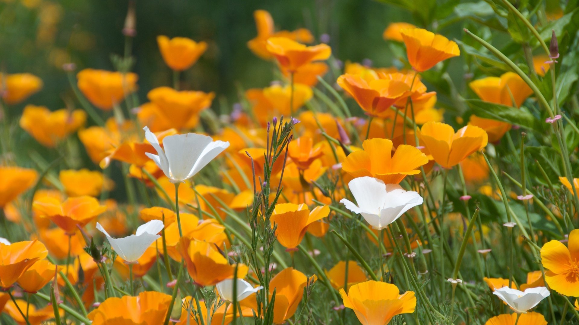 flower, Nature, Plant, Beautiful, Petals, Colorful, Flowers Wallpaper