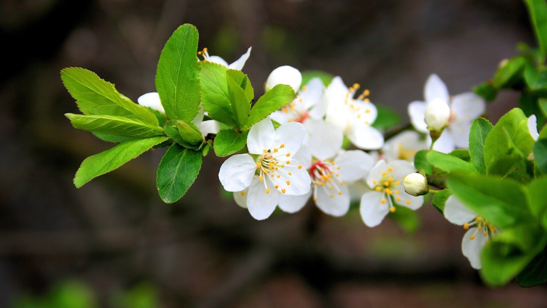 flower, Nature, Plant, Beautiful, Petals, Colorful, Flowers Wallpaper