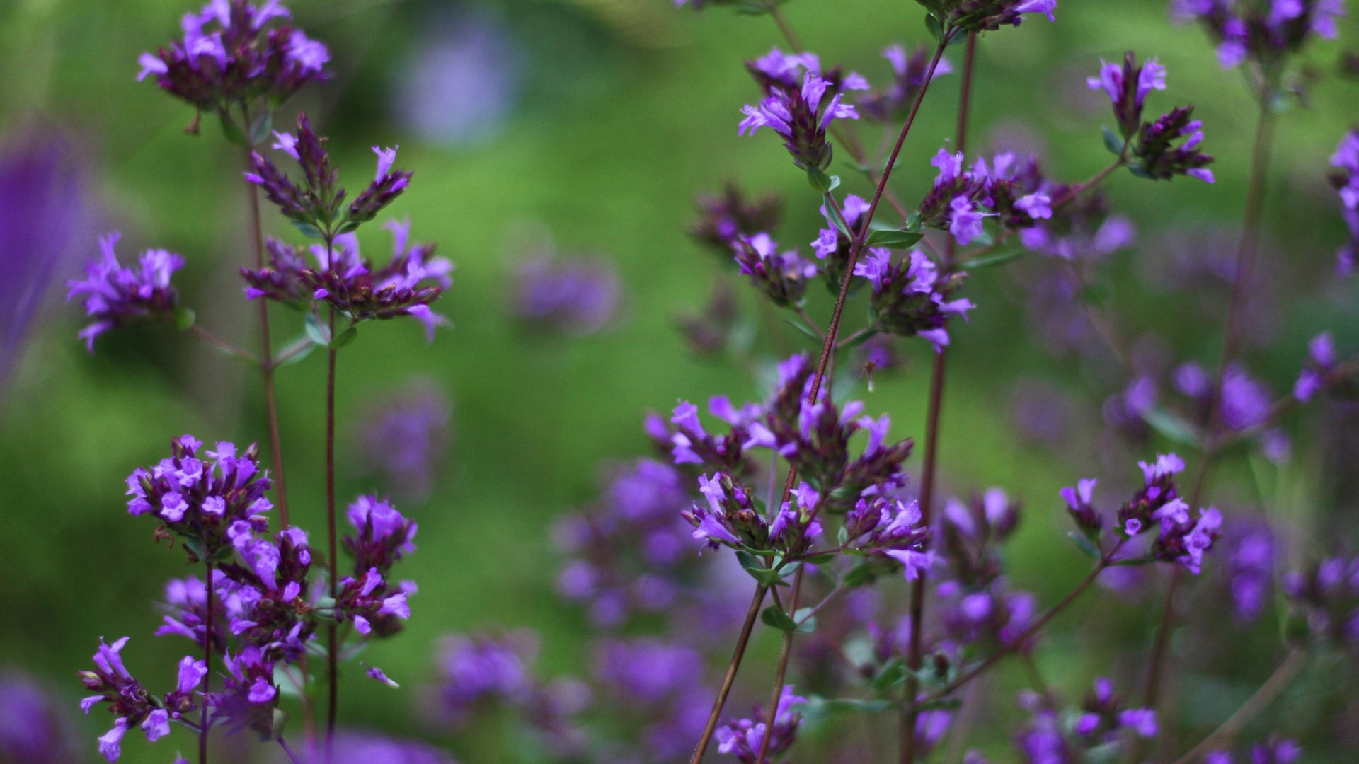 flower, Nature, Plant, Beautiful, Petals, Colorful, Flowers Wallpaper