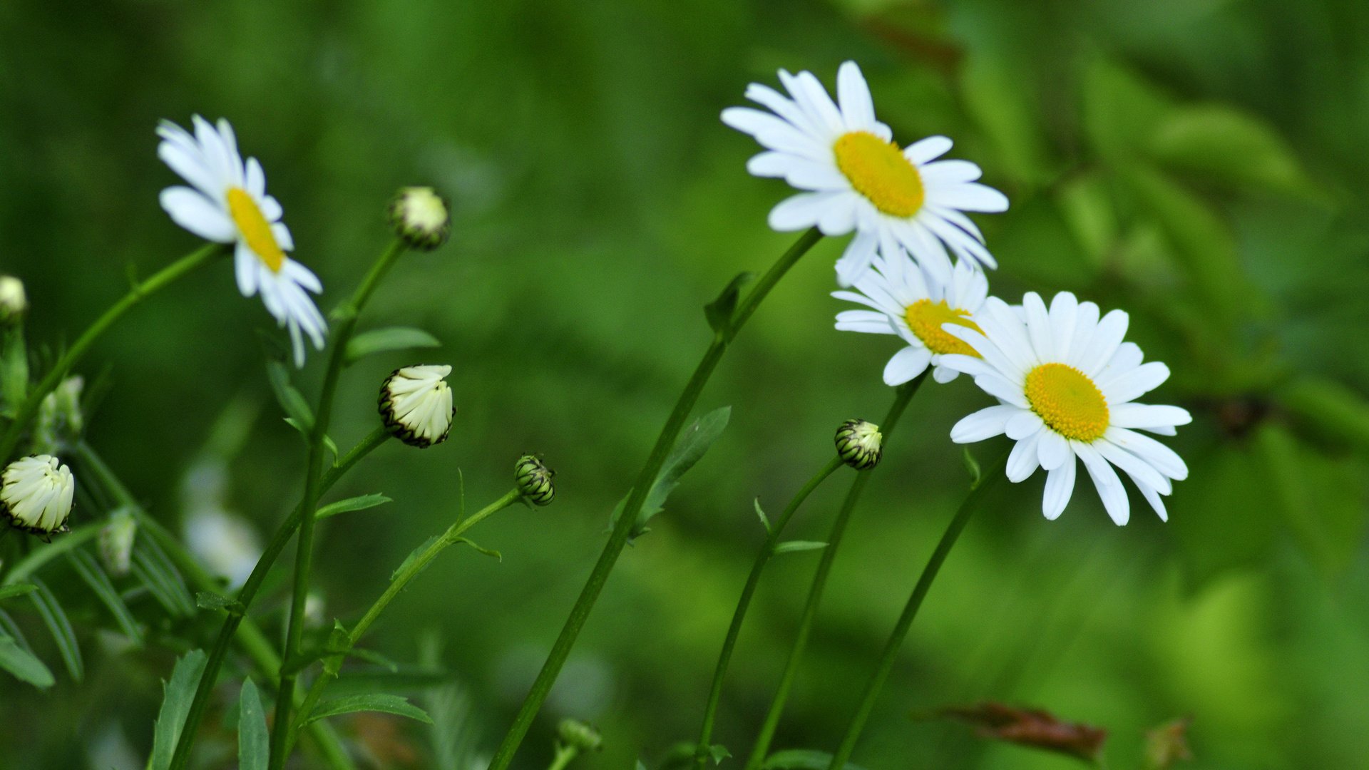 flower, Nature, Plant, Beautiful, Petals, Colorful, Flowers Wallpaper