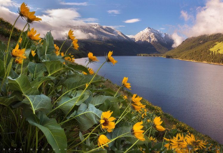 turkey, Sea, Mountain, Landscape, Flower, Forest, Tree, Yellow, Beautiful, Snow HD Wallpaper Desktop Background