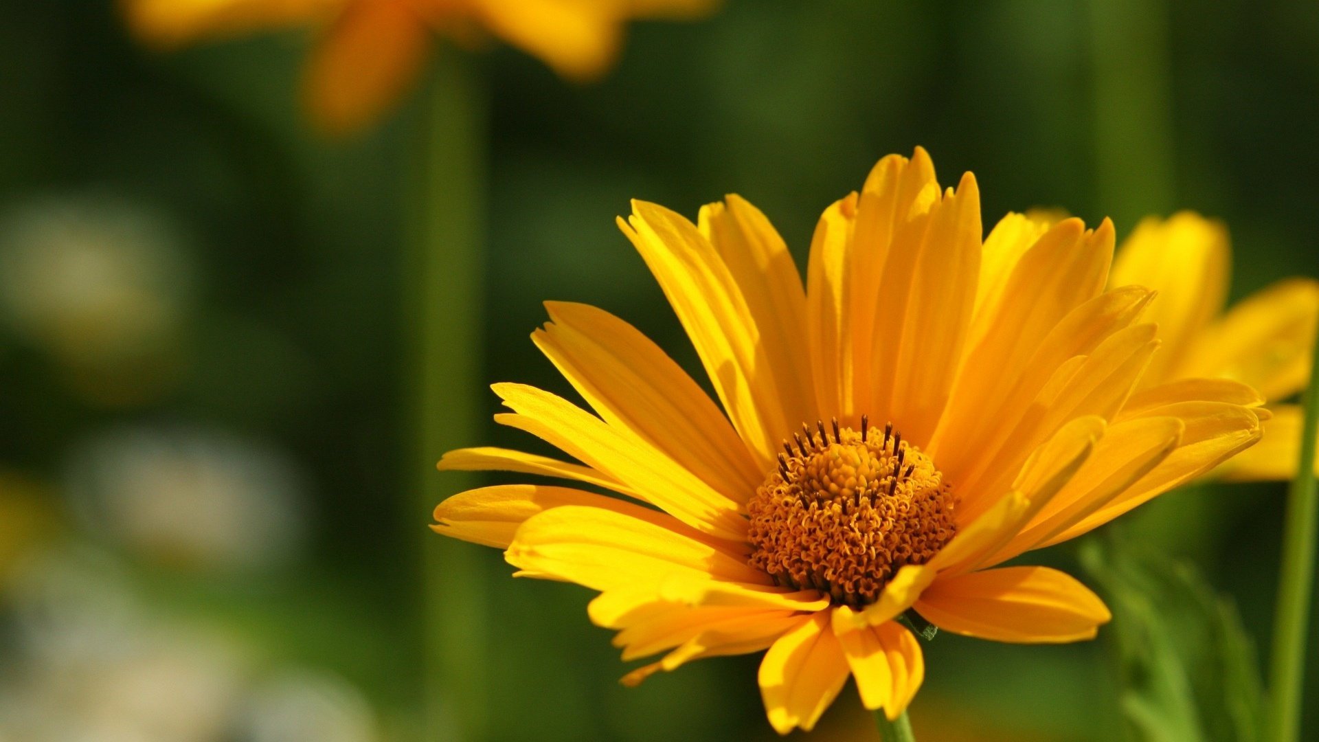 flower, Nature, Plant, Beautiful, Petals, Colorful, Flowers Wallpaper