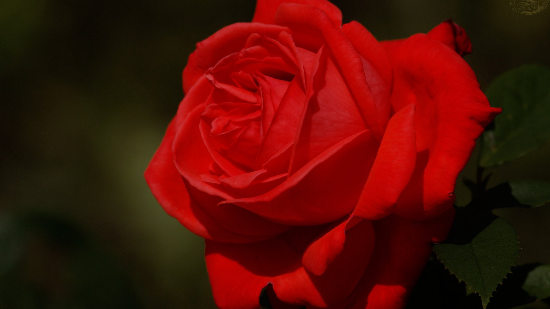 flower, Nature, Plant, Beautiful, Petals, Colorful, Flowers Wallpaper